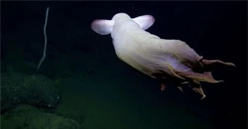 Con bạch tuộc với màu trắng ma quái.