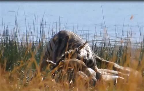 Sư tử “đấu vật” với ngựa vằn