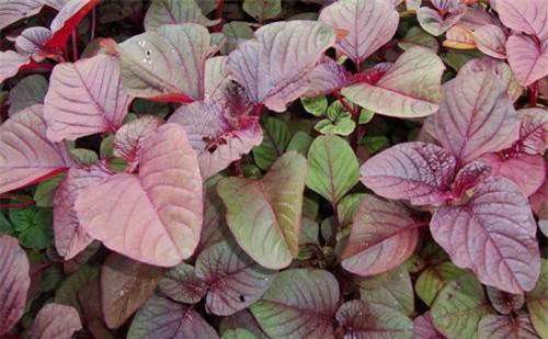 Rau đệ nhất “bổ máu, trường thọ”, giàu canxi, dại gì không ăn