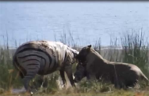 CLIP: Sư tử tấn công bất ngờ khiến ngựa vằn không kịp trở tay