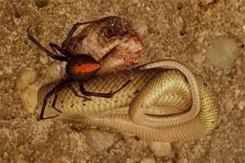 Nhện lưng đỏ đoạt mạng rắn nâu kịch độc