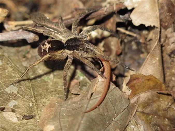 Thằn lằn là món khoái khẩu của con nhện thuộc họ Ctenidae này.