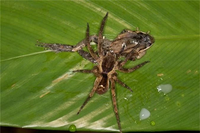Một con nhện họ Ctenidae khác lại có sở thích săn ếch.