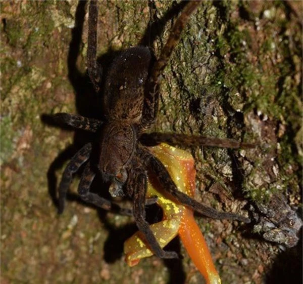 Ếch cây trở thành món ăn ngay sau đó cho con nhện họ Ctenidae.