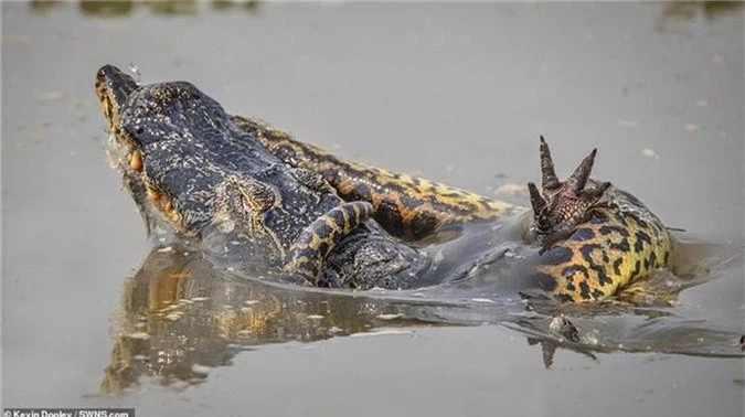 Tran khong lo siet ca sau caiman 'thua song thieu chet'-Hinh-2