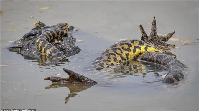 Tran khong lo siet ca sau caiman 'thua song thieu chet'-Hinh-4