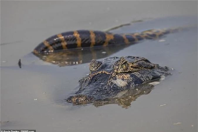 Tran khong lo siet ca sau caiman 'thua song thieu chet'-Hinh-5