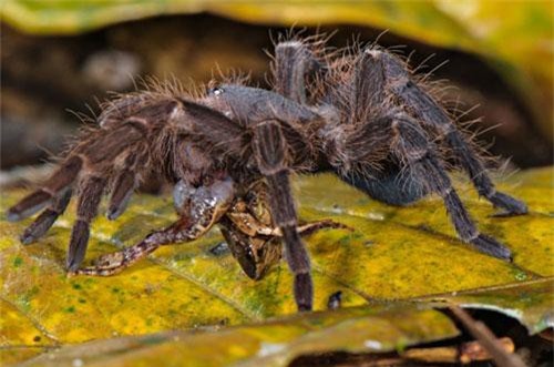 Rợn người hình ảnh những con nhện "khủng" ăn thịt cả chuột, thằn lằn và ếch