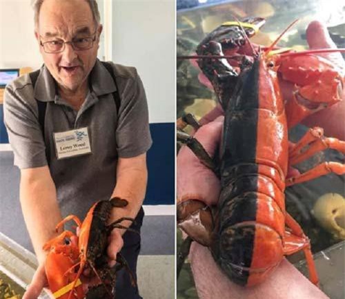 Bắt được tôm hùm hai màu độc nhất, 50 triệu con mới có một