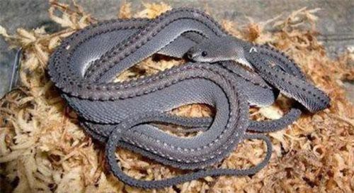 Lạ kỳ loài rắn có vảy cứng như rồng trong truyền thuyết