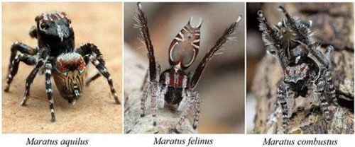 Ba cá thể nhện mới phát hiện ở Úc.