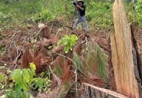 Lâm Đồng: Khẩn trương điều tra vụ phá rừng chiếm đất