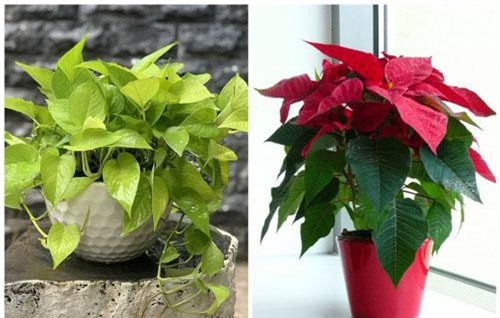 Đặt 4 loại cây phong thuỷ này trong nhà, tiền tài lũ lượt kéo về