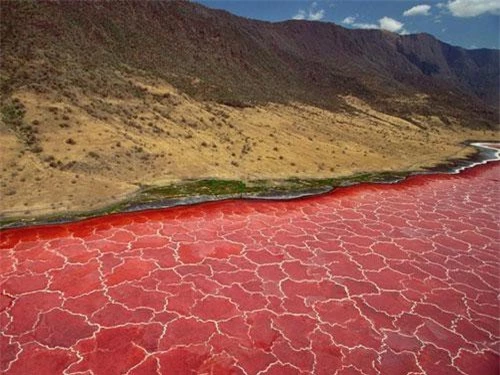 Tanzania thuộc Đông Phi là quốc gia sở hữu nhiều kỳ quan thiên nhiên. Trong đó, hồ Natron là vùng đất ẩn chứa nhiều bí ẩn nổi tiếng thế giới. Nằm sát biên giới Kenya, hồ có vị trí cao hơn 600 m so với mực nước biển và được nuôi dưỡng bởi những dòng suối giàu khoáng chất. Do đó, độ kiềm ở đây cao. Ảnh: Cntraveler.