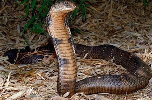 Kì bí rắn khổng lồ bảo vệ rừng Phong Nha - Kẻ Bàng