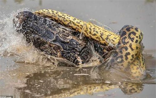 Khi đang có chuyến du lịch ở Pantanal, Brazil, nhiếp ảnh gia Kevin Dooley, 58 tuổi, trông thấy một con trăn anaconda đang chiến đấu với một con cá sấu caiman trong vùng nước ngập. Con trăn quấn quanh và siết chặt con cá sấu khiến cả 4 chân của cá sấu đều gãy. Cá sấu tìm cách cắn vào cổ trăn nhưng không thể khiến đối phương bị thương nghiêm trọng.