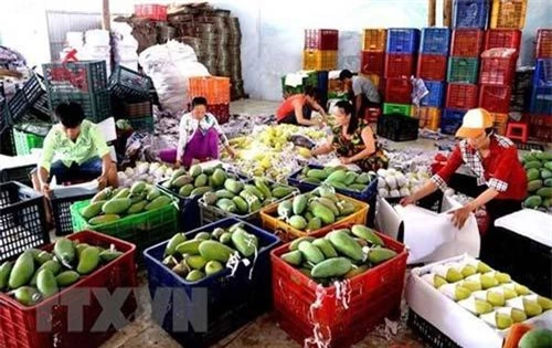 Trung Quốc là thị trường nhập khẩu nông sản lớn nhất của Việt Nam. Ảnh minh họa.