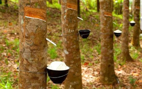 Xuất khẩu cao su mang về hơn 1,3 tỷ USD trong 8 tháng đầu năm 2019