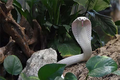 60 người nhập viện vì ăn phải thịt bò bị rắn độc cắn