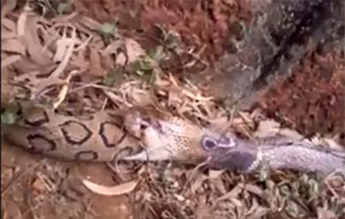 Clip: Trận kịch chiến của hai loài rắn độc nhất Ấn Độ