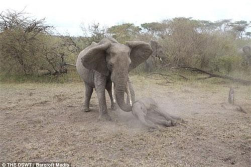 Voi mẹ hung dữ bảo vệ voi con nằm bất tỉnh