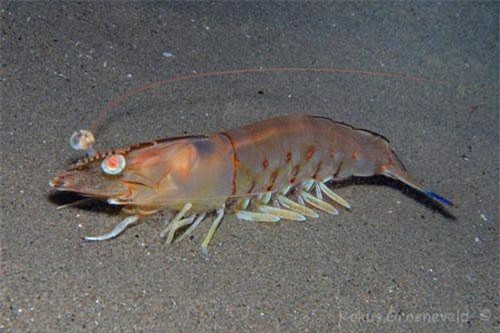 Bất ngờ với tôm nilon "đặc biệt" ở vùng Nam Bộ