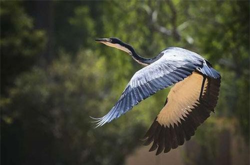 Chiêm ngưỡng vẻ đẹp độc đáo của động vật hoang dã châu Phi