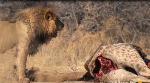 Đàn sư tử tấn công đoạt mang hươu cao cổ ngay trong đêm