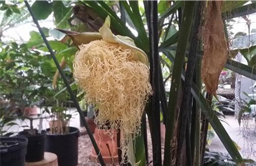 Chân tướng loài cây "dị", hoa nhìn như mỳ tôm vừa bóc