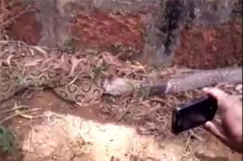 Cận cảnh hổ mang chúa đánh bại rắn kịch độc, nuốt chửng kẻ chiến bại