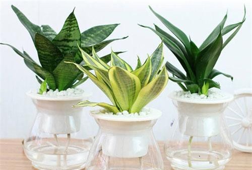 4 loại cây phong thuỷ "mời gọi" thần Tài, đặt ở đâu là tiền về ở đấy, cả nhà hưởng "no nê" tài lộc