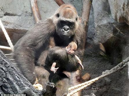 Xót xa nhìn khỉ đột mẹ đau vì cái chết của con