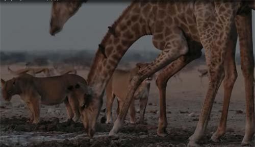 CLIP: Xâm phạm địa bàn của sư tử, hươu cao cổ phải trả giá đắt