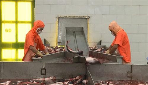 Xuất khẩu qua Mỹ giảm, cá tra tìm đường sang EU