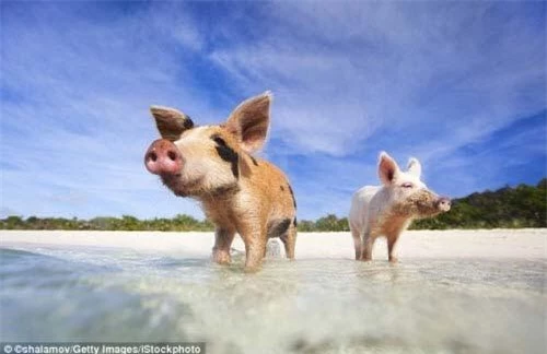 Đảo Lợn Bahamas.