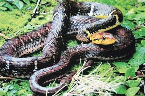 Lý do khiến rắn độc tràn vào "tấn công" căn cứ quân sự Mỹ ở Nhật Bản