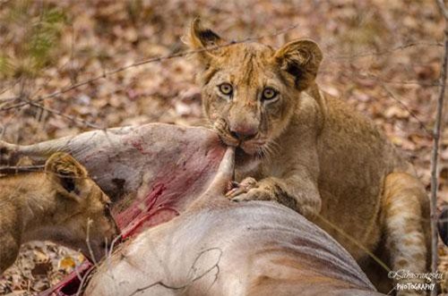 Chiêm ngưỡng sự khát máu của những con sư tử