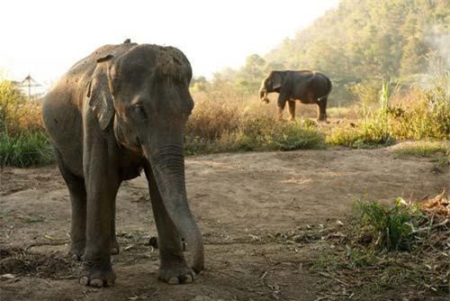 4 trang trại độc lạ nhất thế giới