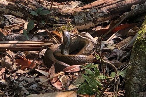 CLIP HOT (18/9): Khu rừng lúc nhúc các loài rắn độc ở Lai Châu, vẻ ngoài 'hút hồn' của nữ DJ ‘hot’ nhất nhì Hàn Quốc