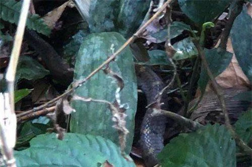 Một con rắn hổ mang chúa được phát hiện trên đường lên đỉnh Pu Ta Leng.