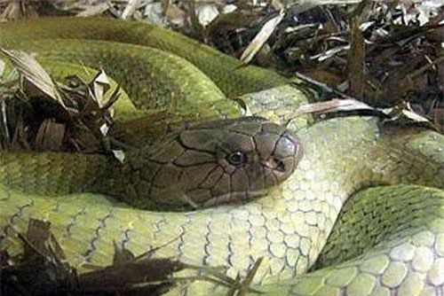 Ly kỳ đàn rắn hổ mây "cả bầy chục kg" ở hòn đảo lớn nhất Việt Nam