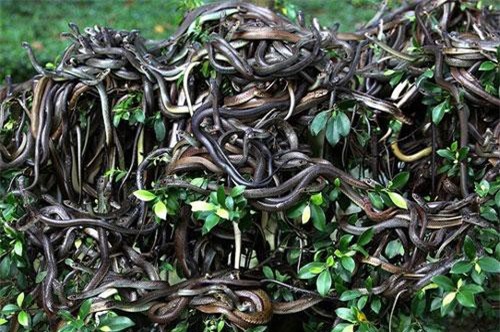 CLIP: Khám phá khu rừng lúc nhúc các loài rắn độc ở Lai Châu