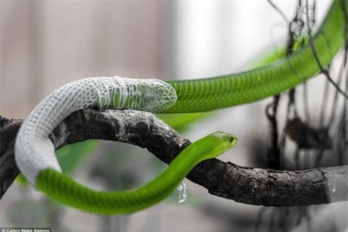 Rùng mình cảnh rắn lục châu Phi cực độc lột da