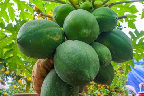 Những bài thuốc dân gian trị sỏi thận đơn giản mà hiệu quả