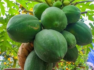 Những bài thuốc dân gian trị sỏi thận đơn giản mà hiệu quả