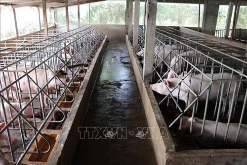 Chênh lệch giá cao, lợn miền Nam 'tìm đường' ra Bắc