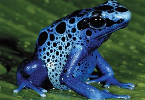 Những loài động vật có nọc độc nguy hiểm nhất thế giới