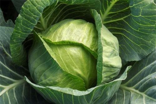 10 loại thực phẩm cực tốt cho người đau dạ dày