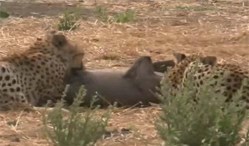 Lợn bướu tử chiến với báo săn