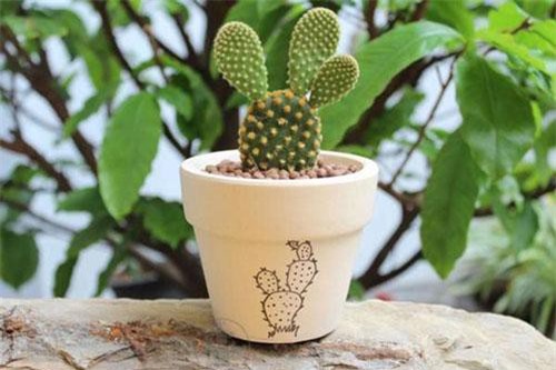 5 loại cây phong thủy đẹp mấy cũng không rước vào nhà